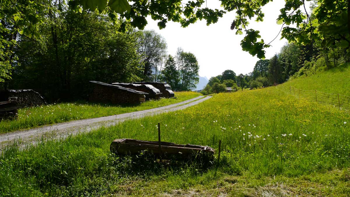 Wald und Wiese - Liegenschaft in Nenzing | Amann Immobilien GmbH