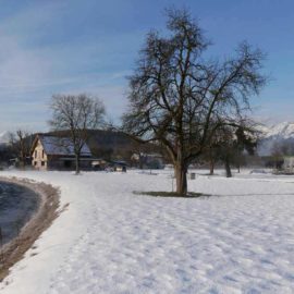 Baugrund in Rankweil - Amann Immobilien