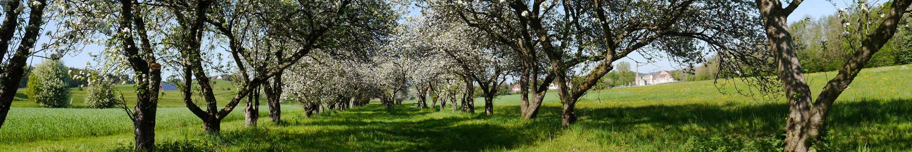 Blühende Baumreihe - Amann Immobilien