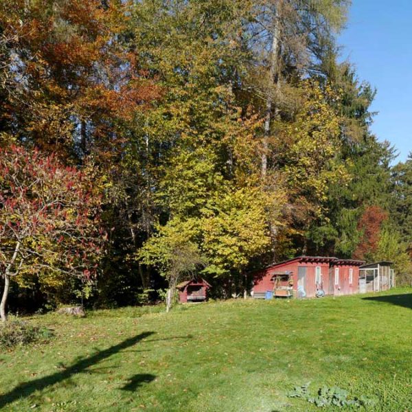 Einfamilienhaus am Waldrand in Zwischenwasser - Amann Immobilien