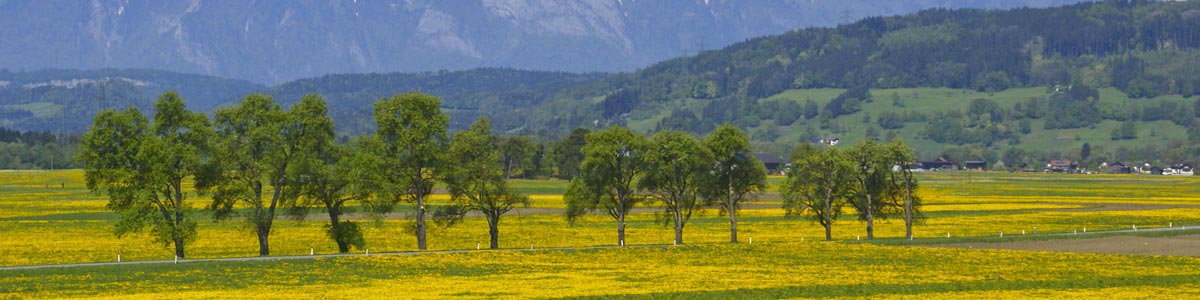 Amann Immobilien - Ihr Makler in der Region Rankweil-Feldkirch