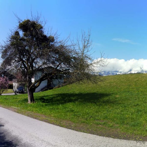 Attraktives Grundstück in Feldkirch-Tisis - Amann Immobilien