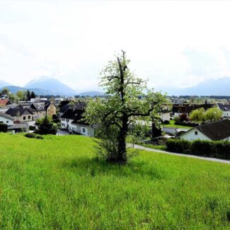 Baugrund in Hanglage - Röthis - Amann Immobilien