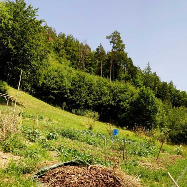 Idyllisches Grundstück am Waldrand mit Panoramablick - Klaus - Amann Immobilien