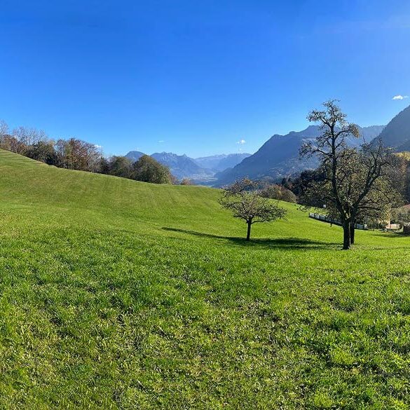 Baugrundstücke, landwirtschaftliche Flächen und Wald in Nenzing-Gurtis - Amann Immobilien