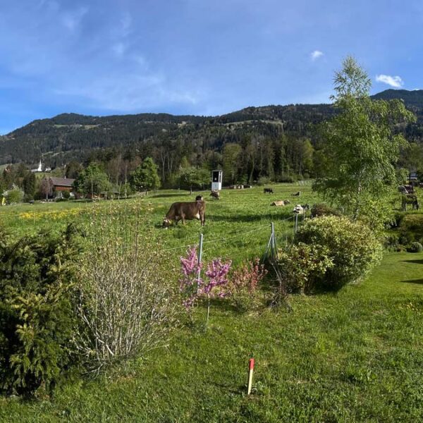 Baugrund mit super Aussicht in Schnifis - Amann Immobilien