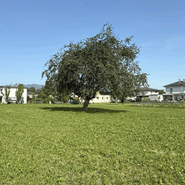 Baugrundstück in Lustenau - Blick Richtung Nordwest - Amann Immobilien