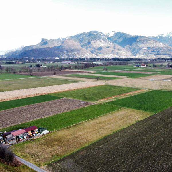 Landwirtschaftliche Fläche in Rankweil-Brederis - Amann Immobilien