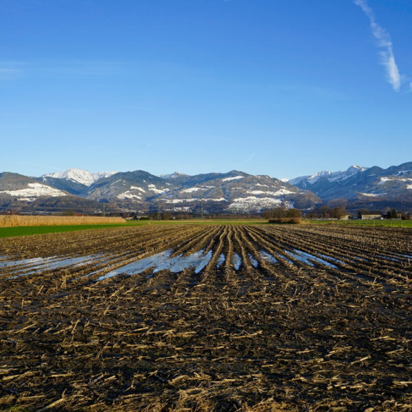 Landwirtschaftliche Fläche in Rankweil-Brederis - Amann Immobilien