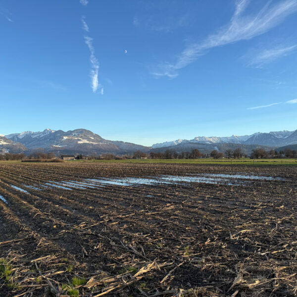 Landwirtschaftliche Fläche in Rankweil-Brederis - Amann Immobilien