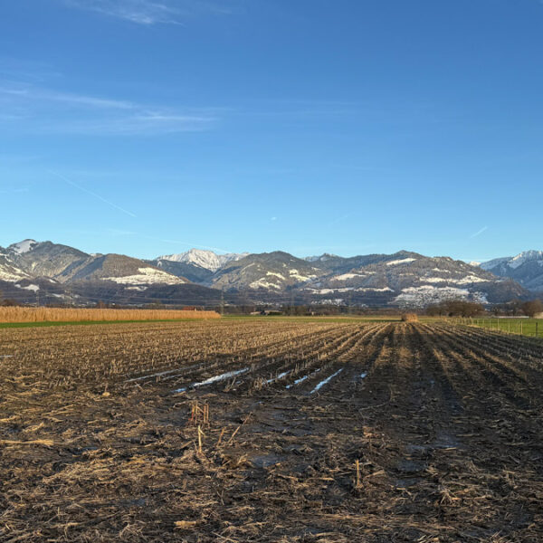 Landwirtschaftliche Fläche in Rankweil-Brederis - Amann Immobilien