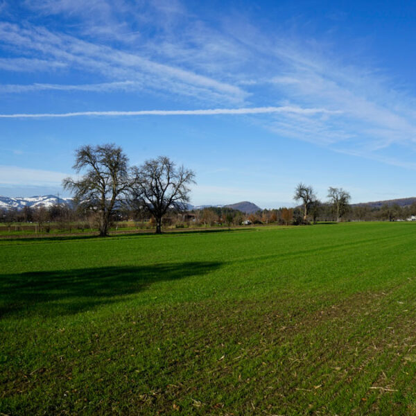 Landwirtschaftliche Grundstücke in Rankweil - Amann Immobilien